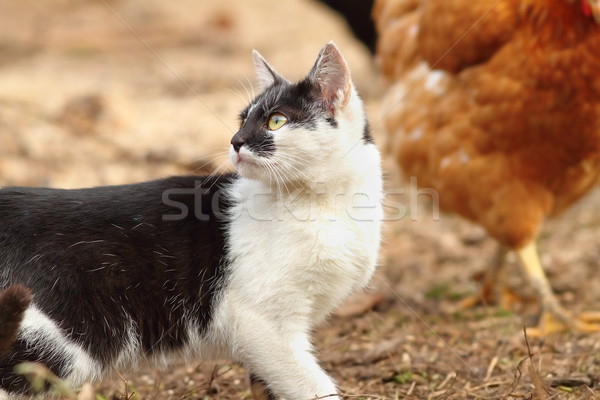 Gatto domestico piedi attentamente occhi farm colore Foto d'archivio © taviphoto