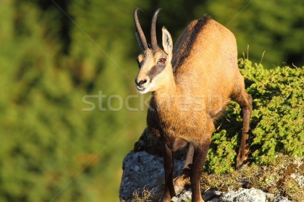 wild chamois looking up to the camera Stock photo © taviphoto