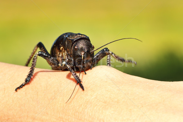Grande cricket macro imagen negro Foto stock © taviphoto