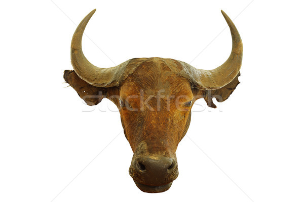 hunting trophy of african buffalo Stock photo © taviphoto