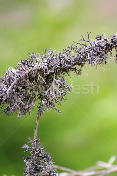 detail of a lichen Stock photo © taviphoto
