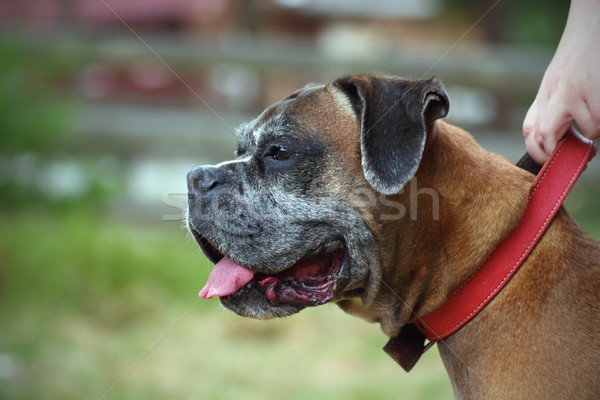 closeup of a boxer dog Stock photo © taviphoto