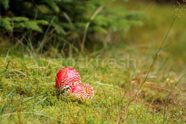 colorful amanita muscaria Stock photo © taviphoto