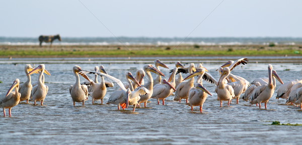 flock of pelicans standing in the water Stock photo © taviphoto