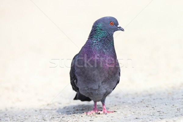 pigeon on gravel alley Stock photo © taviphoto