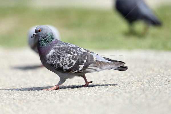 feral pigeon on the park Stock photo © taviphoto