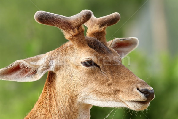 鹿 成長 枝角 肖像 自然 色 ストックフォト © taviphoto