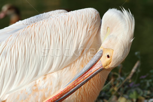 great pelican preening Stock photo © taviphoto