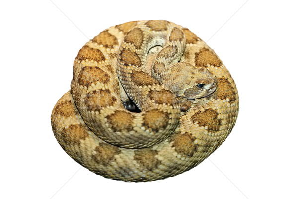 clotalus viridis isolated over white Stock photo © taviphoto