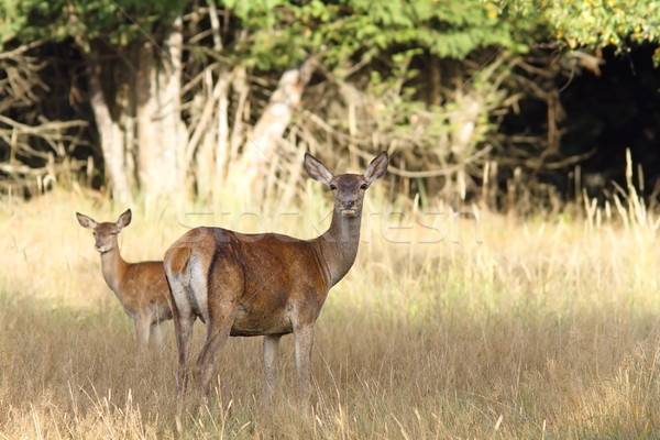 赤 鹿 小さな 林間の空き地 見える カメラ ストックフォト © taviphoto