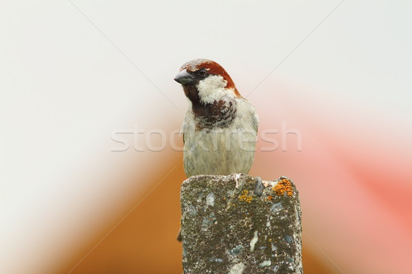 house sparrow, male Stock photo © taviphoto