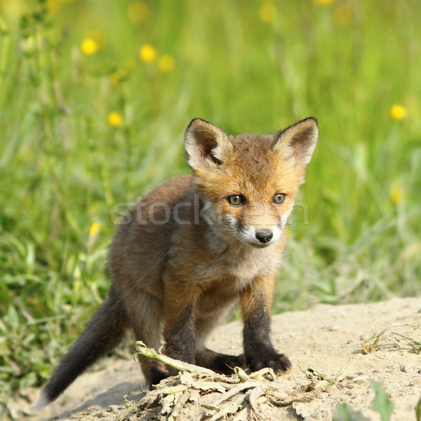 Red Fox Puppy Stock Photos Stock Images And Vectors Stockfresh