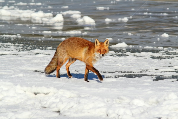 Sauvage rouge Fox glace animaux chasse Photo stock © taviphoto