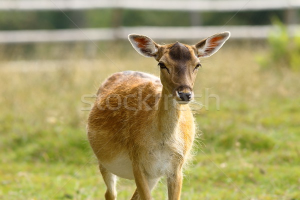 Stock photo: fallow deer hind coming towards camera