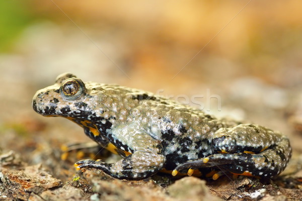黄色 · 蟾蜍 · 全长 · 性质 - 商业照片 08 coroiu octavian