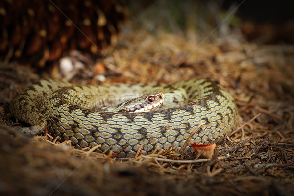 Femenino forestales suelo naturales habitat naturaleza Foto stock © taviphoto