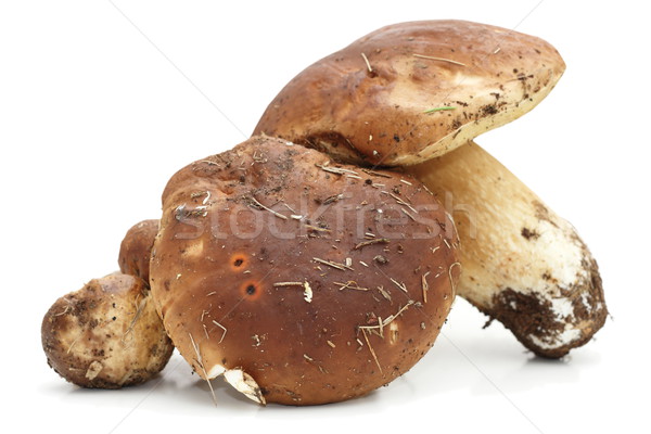 porcini agaric on white background Stock photo © taviphoto