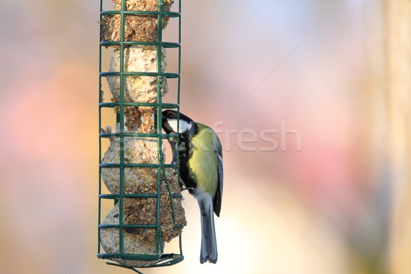 great tit grabbing lard from feeder Stock photo © taviphoto