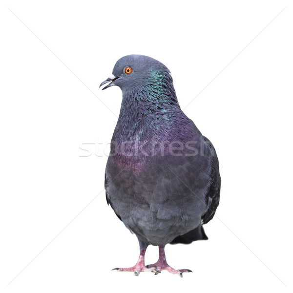 isolated feral pigeon Stock photo © taviphoto