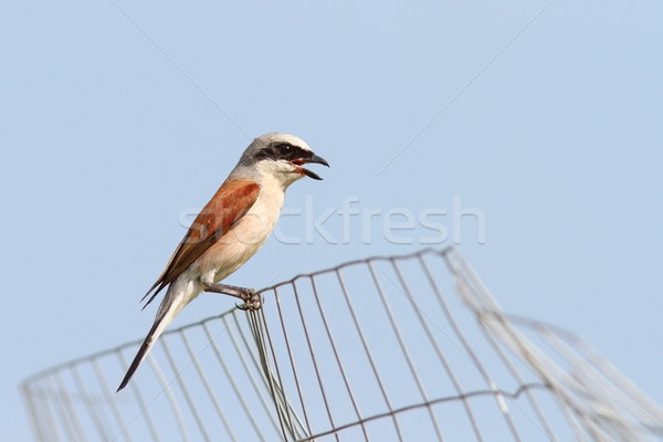 lanius collurio on abandoned wire fence Stock photo © taviphoto