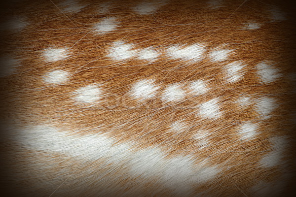 textured spots on dama fur Stock photo © taviphoto