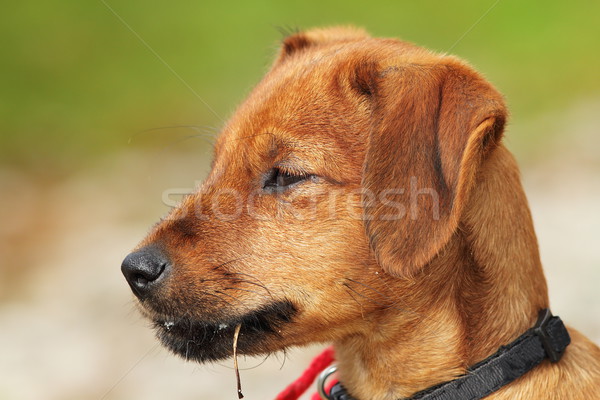 vizsla puppy portrait Stock photo © taviphoto