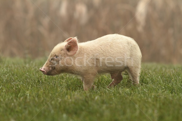 small pig on lawn Stock photo © taviphoto