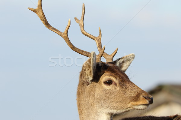 portrait of young fallow deer Stock photo © taviphoto