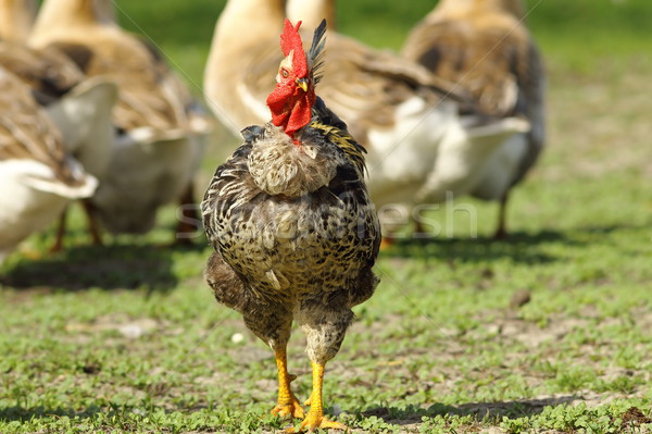 funny rooster at bird farm Stock photo © taviphoto
