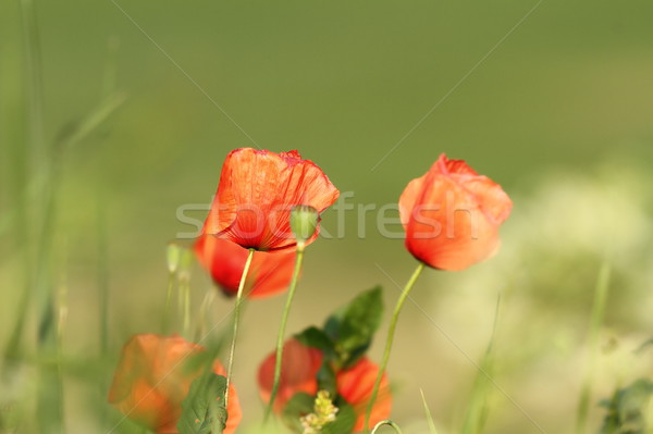colorful red wild poppies Stock photo © taviphoto