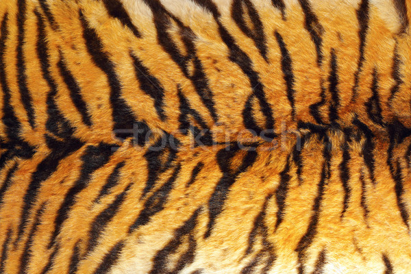 detail of tiger stripes on leather Stock photo © taviphoto