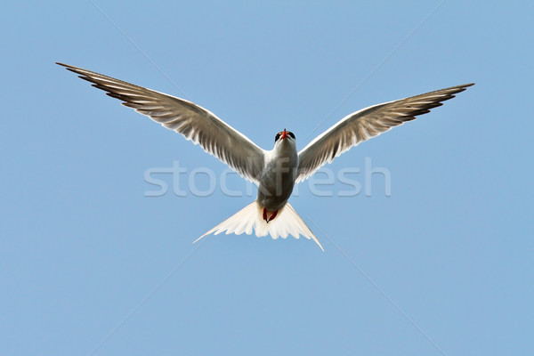 common tern spreading wings over blue sky Stock photo © taviphoto
