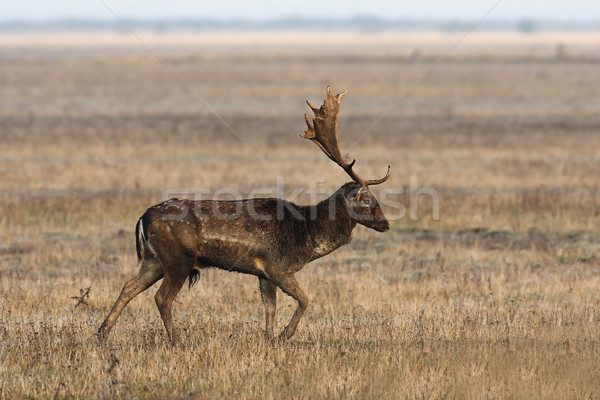 fallow deer stag walking on meadow Stock photo © taviphoto