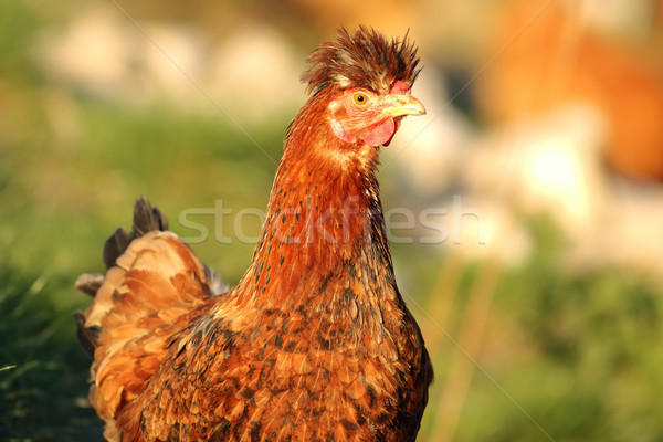 Desgrenhado galinha retrato marrom livre animal Foto stock © taviphoto