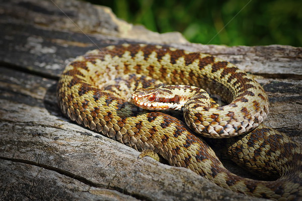 Természetes élőhely mérgező európai kígyó állat Stock fotó © taviphoto