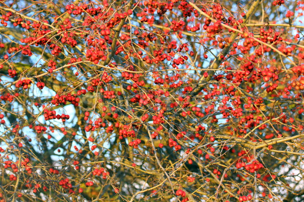 hawthorn berries in winter Stock photo © taviphoto