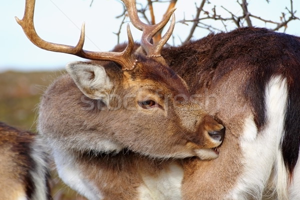 deer scratching because of  ticks Stock photo © taviphoto