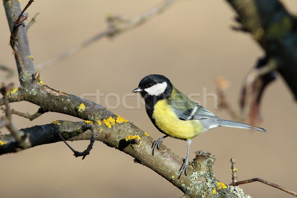 parus major on a branch Stock photo © taviphoto