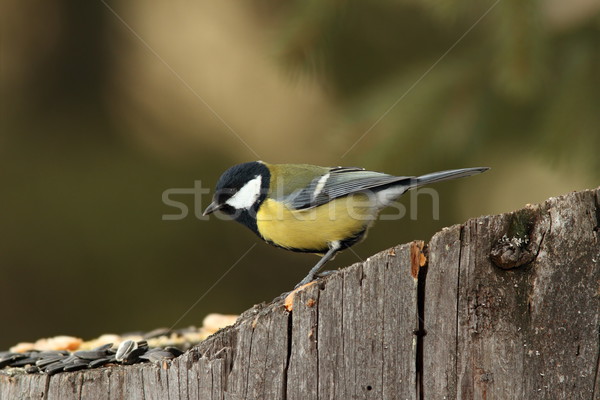 Tit semillas hambriento alimentos naturaleza Foto stock © taviphoto