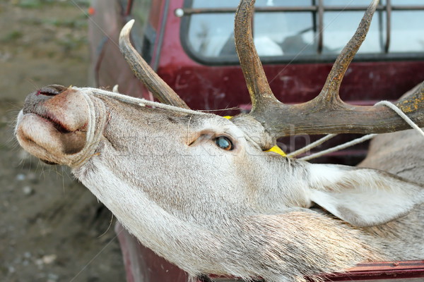 red deer trophy in truck Stock photo © taviphoto