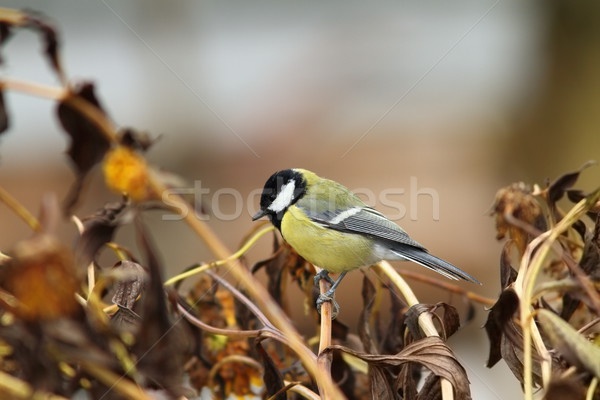 great tit in the garden Stock photo © taviphoto