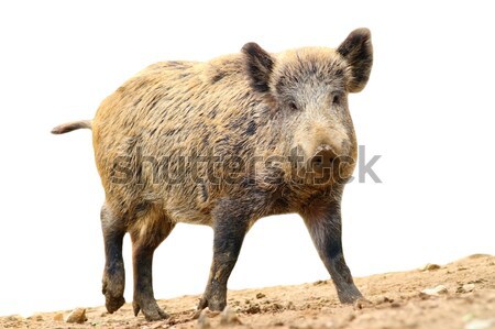 Wildschwein weiß jungen isoliert Haar Stock foto © taviphoto