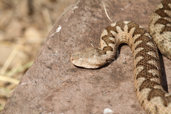 large ammodytes female basking on a rock Stock photo © taviphoto