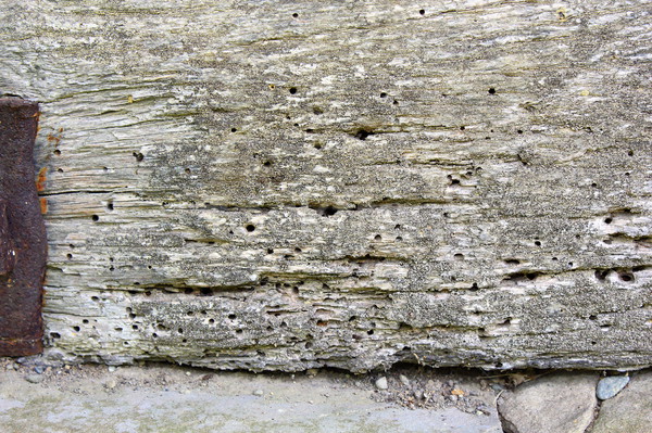 Aanval insecten oud hout oude eiken hout Stockfoto © taviphoto