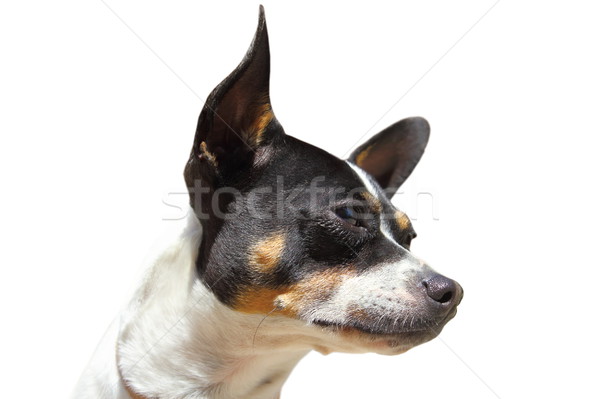 Portré izolált fehér kutya arc háttér Stock fotó © taviphoto