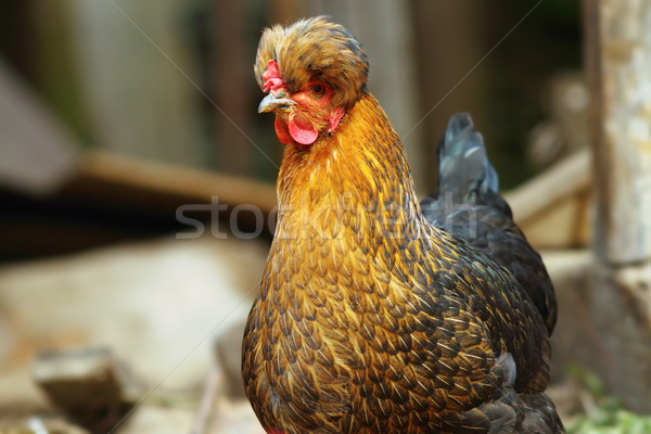 Amuzant gaina portret fermă natură pui Imagine de stoc © taviphoto