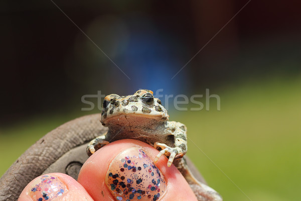 cute green toad on woman foot Stock photo © taviphoto