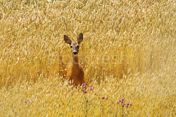 [[stock_photo]]: Cerfs · belle · permanent · été