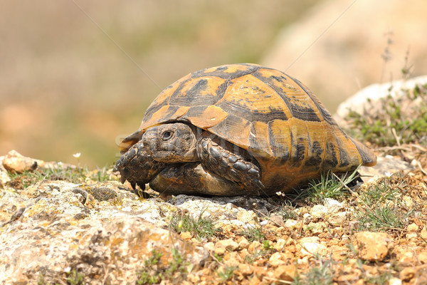Testudo graeca on rocky ground Stock photo © taviphoto
