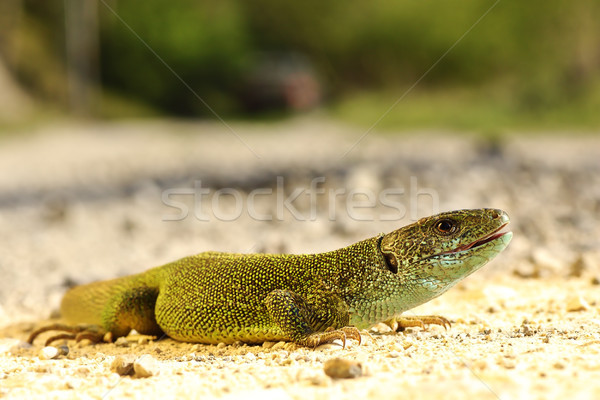 full length Lacerta viridis male Stock photo © taviphoto